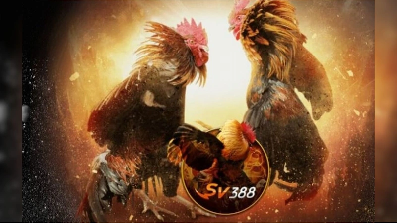 Giới thiệu về SV388 - Sân chơi cá cược đỉnh nóc kịch trần